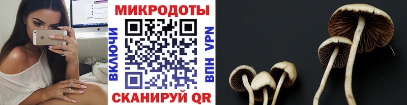 Псилоцибиновые грибы Cubensis сколько стоит Нахабино